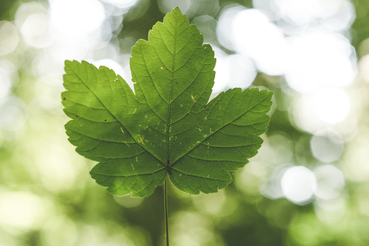色彩繽紛的印度香料